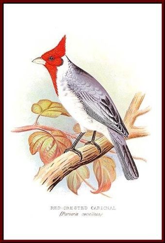 Red-Crested Black and Blue Bird of Surinam - Paroaria cuculata - краснохохлый кардинал-овсянка